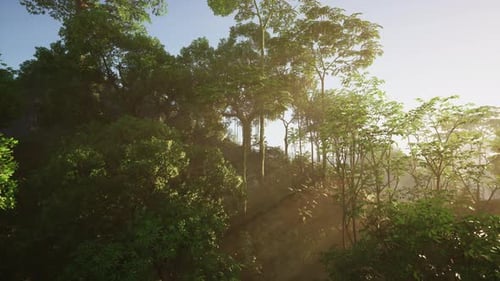 Sunlight Beams Through Lush Forest Trees