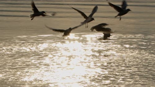 Tier Vogel Möwen im Meerwasser 04