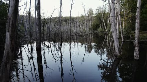 Arbres nus et ciel se reflétant dans la forêt inondée