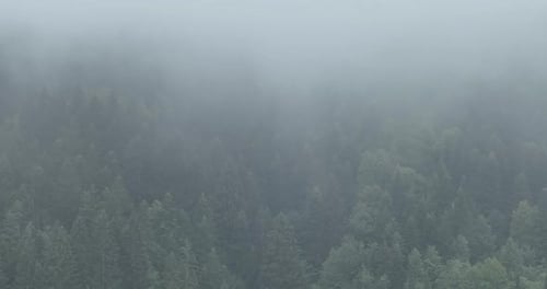 Fog Shrouded Green Forest of Mountain Range