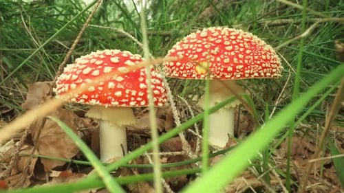 Striking Red Mushrooms with White Spots in Forest