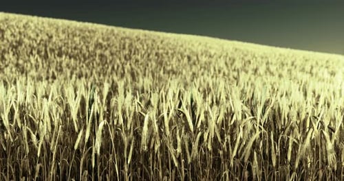 Golden Wheat Field Under a Clear Sky at Dusk in Late Summer