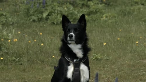 Nahaufnahme eines Border Collie-Hundes, der auf die Umgebung achtet
