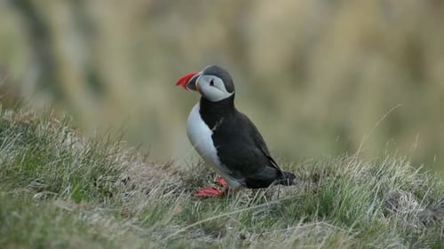 Puffin sitting on a cliff in Norway
