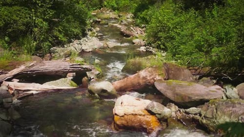 Narrow River with Rocky Banks and Rapids in Sunny Forest