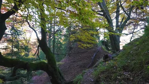 Autumn Forest