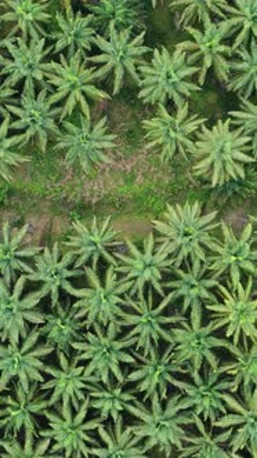 Aerial Drone Flying Over Lush Green Palm Oil Plantation Vertical