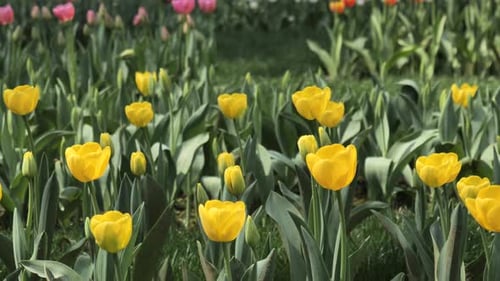 A Field of Different Colour Tulips Spring Flowers West Lake Hangzhou China