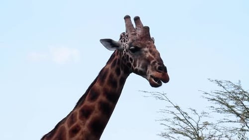 Giraffe Eats