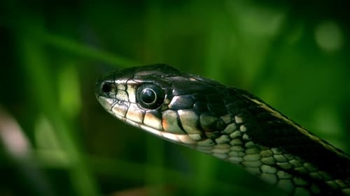Un clip sur un serpent rampant