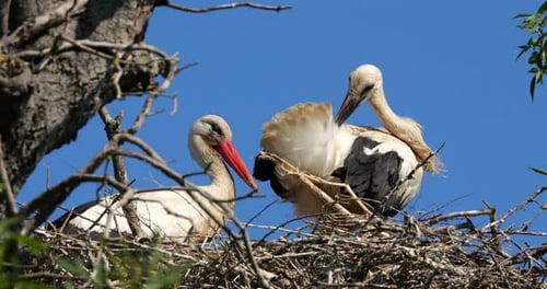 Adult storks watching their young chicks in the nest., The Camargue, France