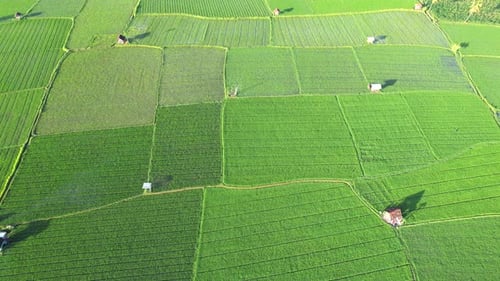 Rice Field Sumbawa Island