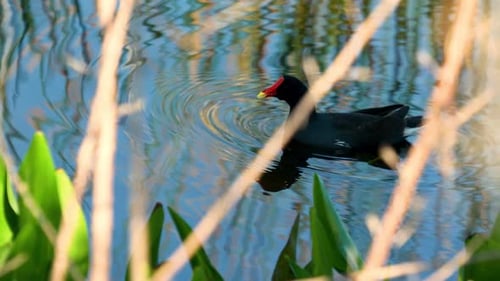 Common gallinule eating and swimming through calm waters on sunny day in Florida wetlands 4k