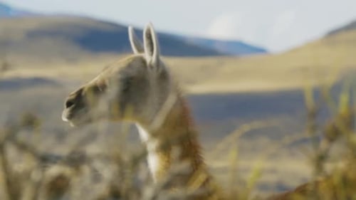 Alpaca walking on the plains near the hills