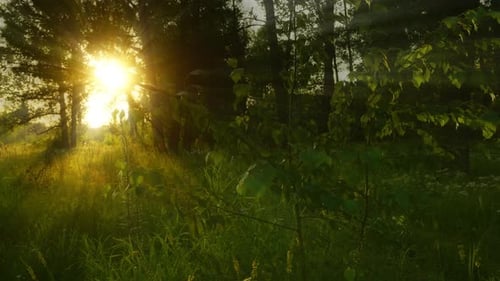 Sunset in Summer Forest
