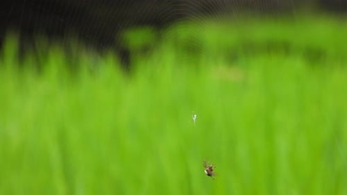 Spider making web in green grass for a home to stay .