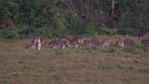 A group of spotted deer alert for the dangers in the jungle.