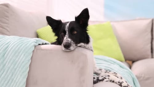 Wunderschöner Border Collie-Hund, der zu Hause auf einem weichen Sofa liegt, Nahaufnahme. Kamera bewegt sich vorwärts