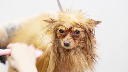 Wet Dog Being Brushed at Grooming Salon