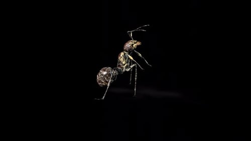 Zombie Ant Bite