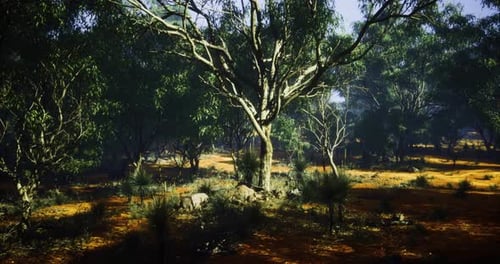 Lush Green Landscape with Sunlight Filtering Through Trees in the Forest