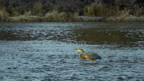 Slow motion of great blue heron taking off in flight in a river
