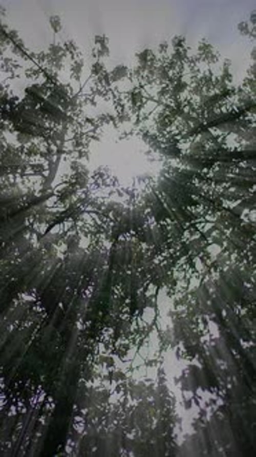 Sunlight Gently Filtering Through the Lush Canopy of Green Trees in a Vibrant Forest