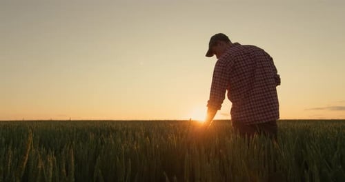 Farmer Touches Crops at Sunset in Golden Field
