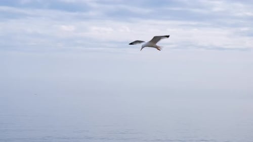 Seagull Flies Over Calm Ocean Water