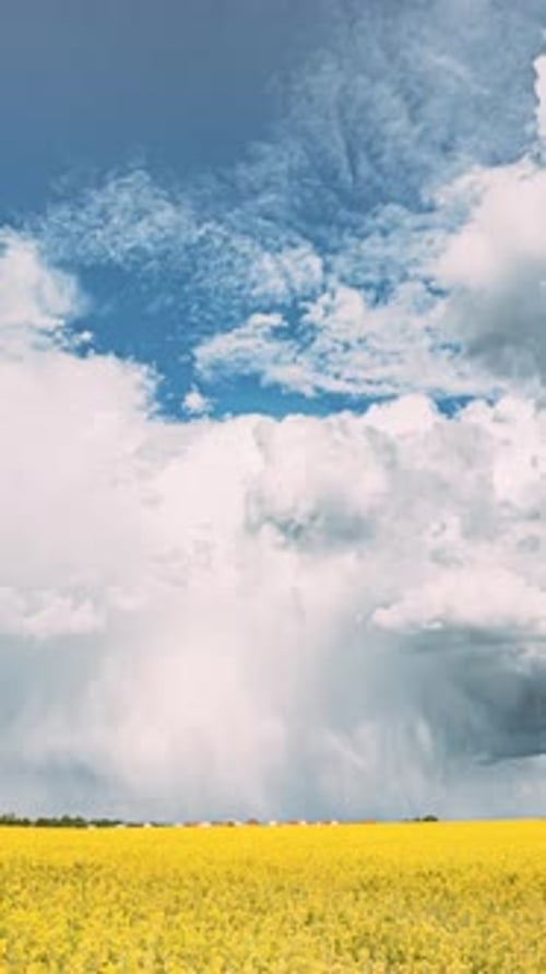 Storm Clouds Above Blooming Yellow Field