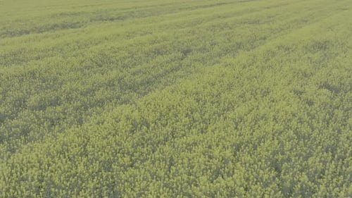Blooming Rapeseed Field on a Sunny Day Flying Above Stunning Yellow Rape Fields in Spring Aerial