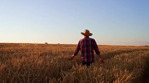 Following the man in straw hat and checkered shirt walking in the wheat plantation.
