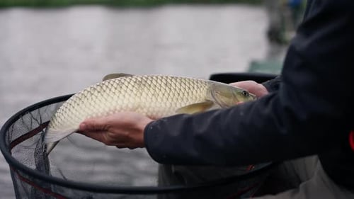 close up professional fisherman holding a carp fish on the bank of a river fishing in a good catch