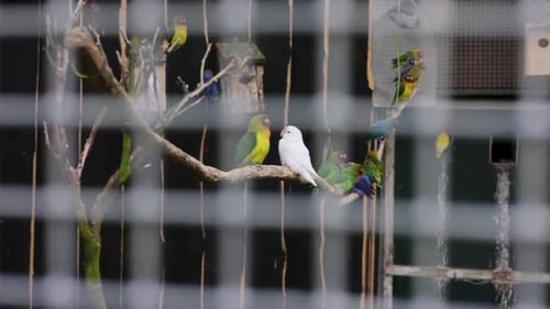 A group of colorful parrots perched on branches inside an aviary, with a white parrot in the center.