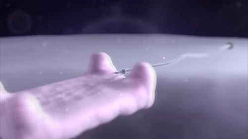 Sperm cell moving through microscopic environment with dynamic motion