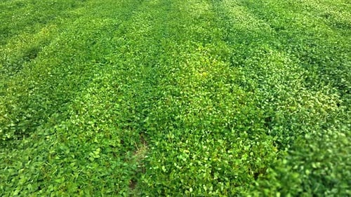 Lush Green Soybean Field Vibrant Green Soybean Crop Covering the Field