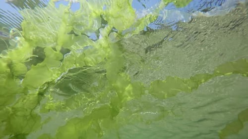 Green algae Sea Lettuce, Ulva lactuca leaves spreading on surface of water in shallow water