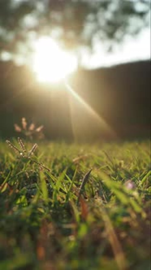 Sonnenlicht scheint, grünes Gras in vertikaler Richtung