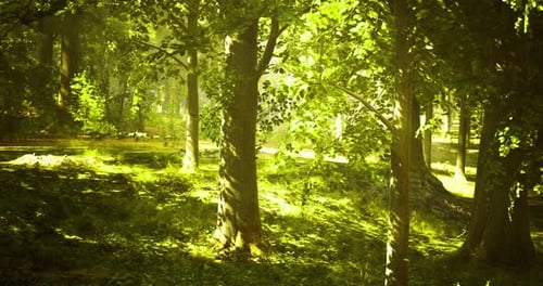 Sunlight Filtering Through Trees in a Vibrant Forest During Morning Hours