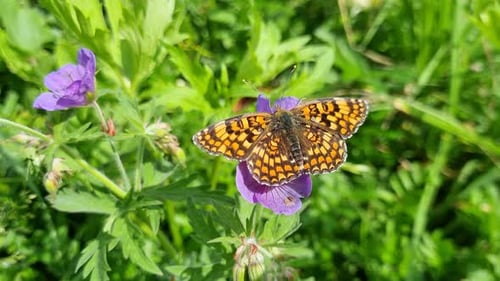 Heath Fritillary Butterfly Resting Gently on Purple Meadow Geranium Delicate Wings Contrasting