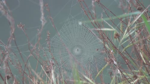 Web in Fog