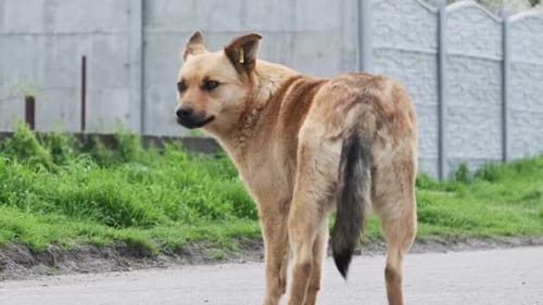 Obdachloser süßer Hund, der im Frühling in Nahaufnahme auf dem Boden spaziert