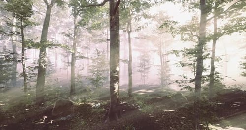 Sunlight Filters Through Trees in Tranquil Forest at Dawn