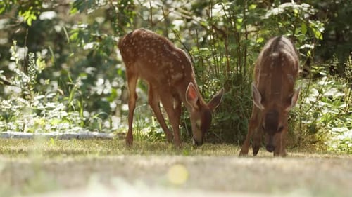 A fawn, baby deer, in forest, eating grass. A small cute deer in the woods. Animals in nature.