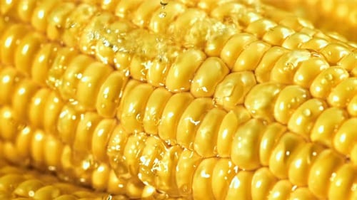 Close Up of Corn on the Cob with Water