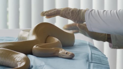 Un vétérinaire anonyme examine Big Python en clinique