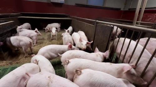 Weaning Piglets For Slaughter In Pigpen. Pig Farming Industry. static shot