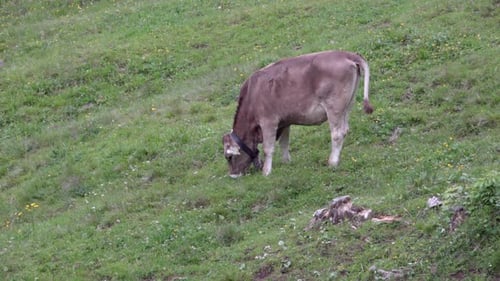 A grazing cow stands alone in a pasture meadow in summer