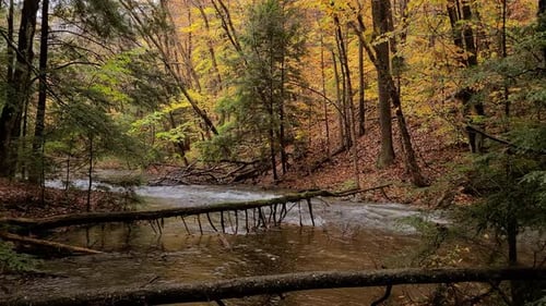 Fairy tale autumn landscape in the forest, leaves falling from the trees on the rushing river
