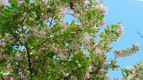 Beautiful sakura tree blooms against blue sky in tranquil japanese garden